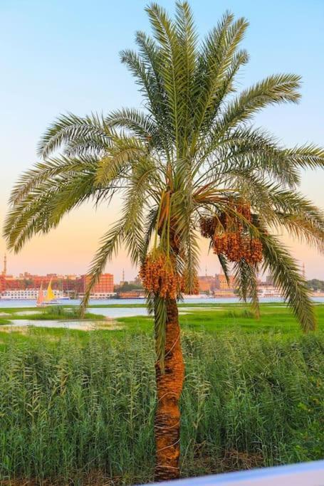 Royal Nile Villas - Nile View Apartment 2 樂蜀 外观 照片